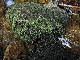 Attēlu rezultāti vaicājumam “Scapania undulata”