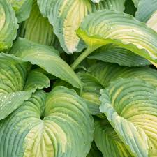 Image result for Hosta Warpaint