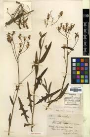 Attēlu rezultāti vaicājumam “Lactuca tatarica”