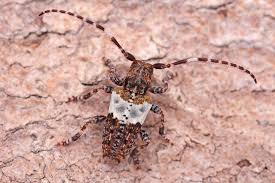 Attēlu rezultāti vaicājumam “Pogonocherus hispidulus”