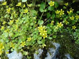 Attēlu rezultāti vaicājumam “Saxifraga cymbalaria”