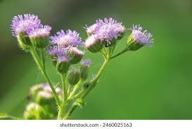 Image result for Ageratum conyzoides