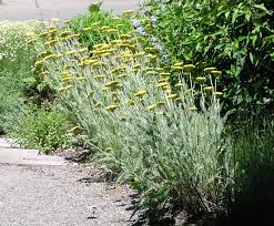 Image result for Achillea filipendulina