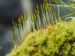 Attēlu rezultāti vaicājumam “Dicranum scoparium sporophyte”