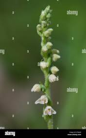 Attēlu rezultāti vaicājumam “Goodyera repens bud”