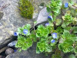 Attēlu rezultāti vaicājumam “Veronica persica”