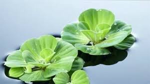 Attēlu rezultāti vaicājumam “Pistia stratiotes leaf”