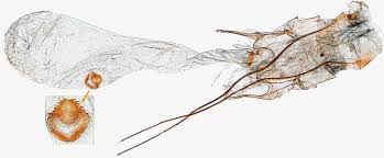 Attēlu rezultāti vaicājumam “Gelechia scotinella”