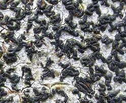 Attēlu rezultāti vaicājumam “Opegrapha atra”