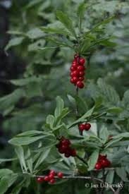 Attēlu rezultāti vaicājumam “Daphne mezereum fruit”