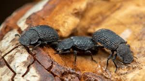 Attēlu rezultāti vaicājumam “Bolitophagus reticulatus”