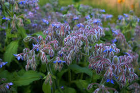 Attēlu rezultāti vaicājumam “Borago officinalis leaf”