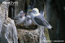 Attēlu rezultāti vaicājumam “Rissa tridactyla nest”