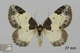 Attēlu rezultāti vaicājumam “Mesoleuca albicillata”