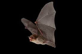 Attēlu rezultāti vaicājumam “Thyatira batis imago”