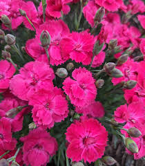 Image result for Dianthus gratianopolitanus