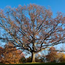 Attēlu rezultāti vaicājumam “Quercus”