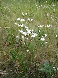 Attēlu rezultāti vaicājumam “Arenaria procera”