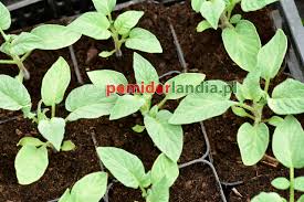 Afbeeldingsresultaat voor grubbs mystery green tomato