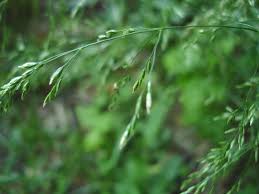 Attēlu rezultāti vaicājumam “Poa nemoralis fruit”