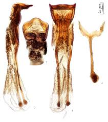Attēlu rezultāti vaicājumam “Enteridium variabile macro”