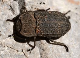 Attēlu rezultāti vaicājumam “Opatrum sabulosum”