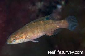 Image result for Tautogolabrus adspersus