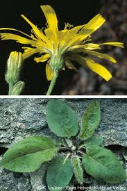 Attēlu rezultāti vaicājumam “Hieracium murorum flower”