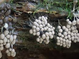 Attēlu rezultāti vaicājumam “Heterotrichia insignis (syn. Arcyria insignis) spores”