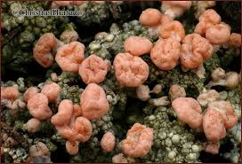 Attēlu rezultāti vaicājumam “Dibaeis baeomyces”