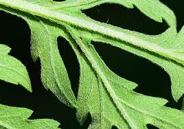 Attēlu rezultāti vaicājumam “Ambrosia artemisiifolia leaf”