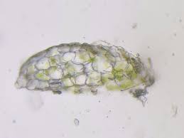 Attēlu rezultāti vaicājumam “Dicranum bonjeanii”