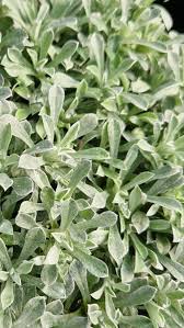 Attēlu rezultāti vaicājumam “Antennaria dioica leaf”