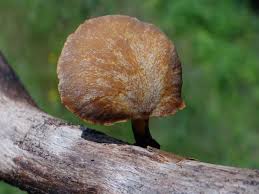 Attēlu rezultāti vaicājumam “Polyporus varius”