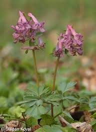 Attēlu rezultāti vaicājumam “Corydalis solida fruit”