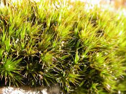 Attēlu rezultāti vaicājumam “Campylium protensum”