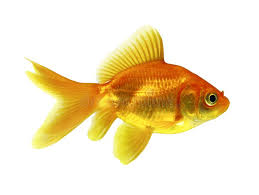 Image result for 金魚