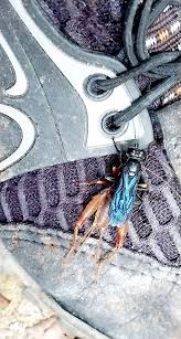 Attēlu rezultāti vaicājumam “Polypogon tentacularius male”