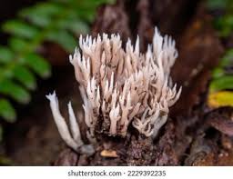 Attēlu rezultāti vaicājumam “Lentaria”