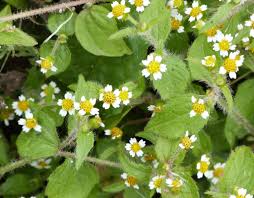 Attēlu rezultāti vaicājumam “Galinsoga quadriradiata”