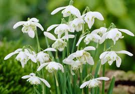 Attēlu rezultāti vaicājumam “Galanthus nivalis”