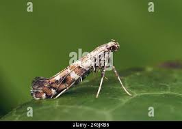 Attēlu rezultāti vaicājumam “Gracillaria syringella”