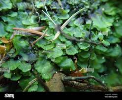 Attēlu rezultāti vaicājumam “Pellia neesiana”