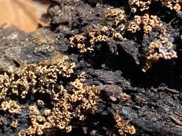 Attēlu rezultāti vaicājumam “Diderma testaceum sessile”