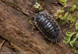 Attēlu rezultāti vaicājumam “Oniscoidea”