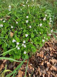 Attēlu rezultāti vaicājumam “Oxalis acetosella”