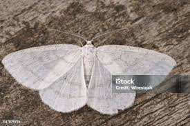 Attēlu rezultāti vaicājumam “Cabera pusaria”