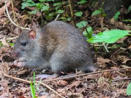 Attēlu rezultāti vaicājumam “Rattus norvegicus”