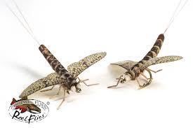 Attēlu rezultāti vaicājumam “Ephemera vulgata”