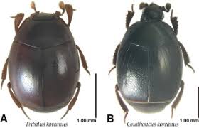 Attēlu rezultāti vaicājumam “Histeridae”